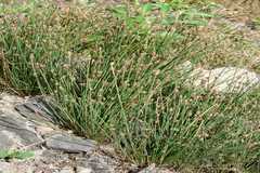 Eleocharis atropurpurea